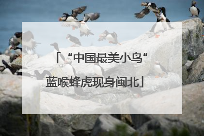 “中国最美小鸟”蓝喉蜂虎现身闽北