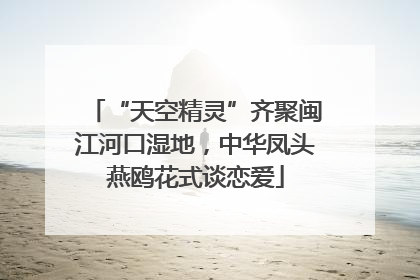 “天空精灵”齐聚闽江河口湿地，中华凤头燕鸥花式谈恋爱