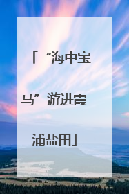 “海中宝马”游进霞浦盐田