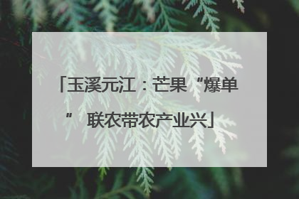 玉溪元江：芒果“爆单” 联农带农产业兴