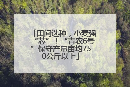 田间选种，小麦强“芯”！“青农6号”保守产量亩均750公斤以上