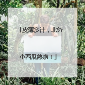 皮薄多汁，北务小西瓜熟啦！