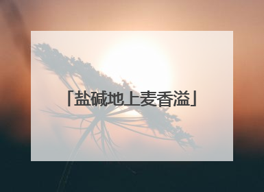 盐碱地上麦香溢