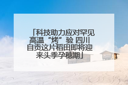 科技助力应对罕见高温“烤”验 四川自贡这片稻田即将迎来头季孕穗期