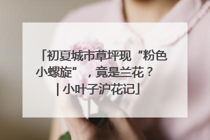 初夏城市草坪现“粉色小螺旋”，竟是兰花？ | 小叶子沪花记