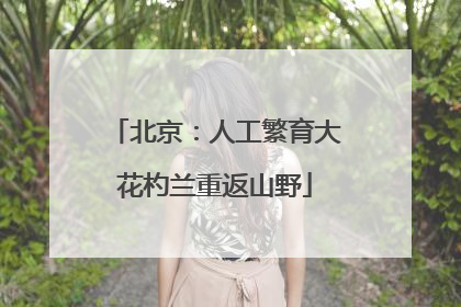 北京：人工繁育大花杓兰重返山野