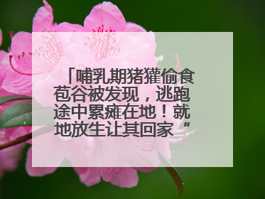 哺乳期猪獾偷食苞谷被发现，逃跑途中累瘫在地！就地放生让其回家“奶孩子”