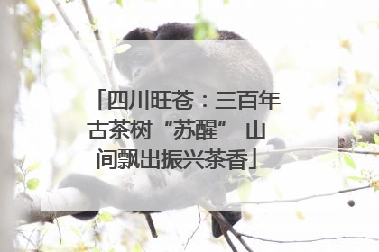 四川旺苍：三百年古茶树“苏醒” 山间飘出振兴茶香