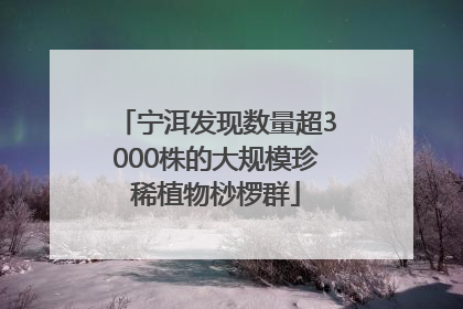 宁洱发现数量超3000株的大规模珍稀植物桫椤群