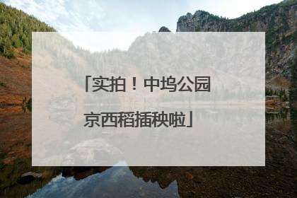 实拍！中坞公园京西稻插秧啦