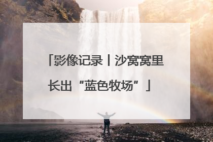 影像记录丨沙窝窝里长出“蓝色牧场”
