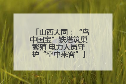 山西大同：“鸟中国宝”铁塔筑巢繁殖 电力人员守护“空中来客”