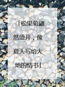 松果菊翩然盛开，像夏天写给大地的情书