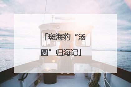斑海豹“汤圆”归海记
