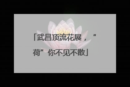 武昌顶流花展，“荷”你不见不散
