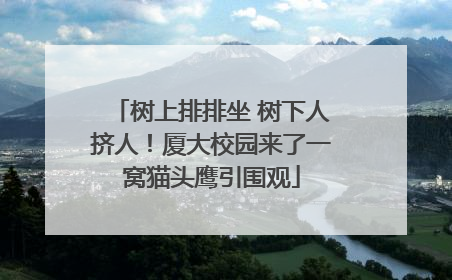 树上排排坐 树下人挤人！厦大校园来了一窝猫头鹰引围观