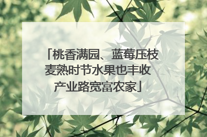 桃香满园、蓝莓压枝 麦熟时节水果也丰收 产业路宽富农家
