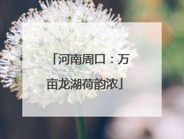 河南周口：万亩龙湖荷韵浓