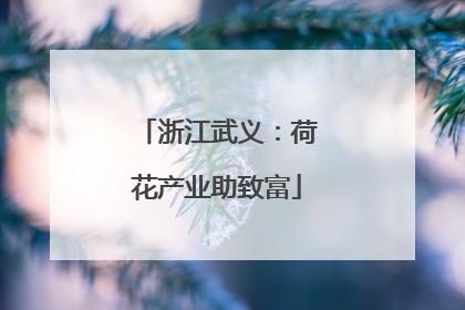 浙江武义：荷花产业助致富