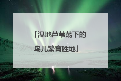 湿地芦苇荡下的鸟儿繁育胜地