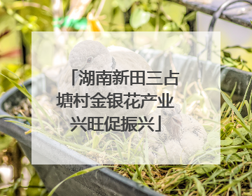 湖南新田三占塘村金银花产业兴旺促振兴