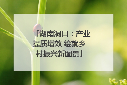 湖南洞口：产业提质增效 绘就乡村振兴新图景