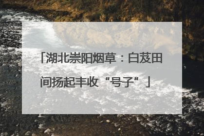 湖北崇阳烟草：白芨田间扬起丰收“号子”