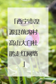 西宁市湟源县前沟村高山大白杜鹃走红网络