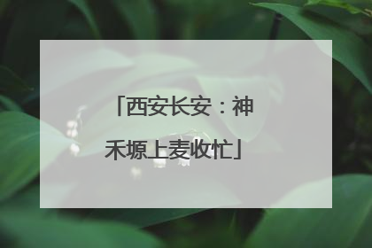 西安长安：神禾塬上麦收忙