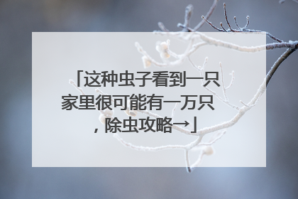 这种虫子看到一只家里很可能有一万只，除虫攻略→