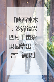 陕西神木：沙峁镇兴四村千亩杂果园结出“杏”福果