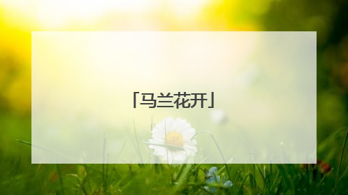 马兰花开
