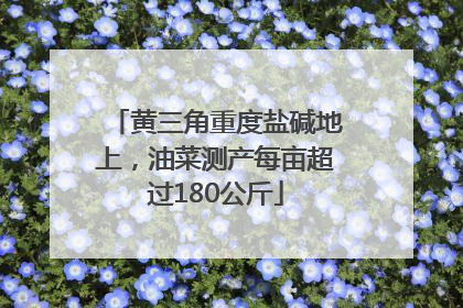 黄三角重度盐碱地上，油菜测产每亩超过180公斤